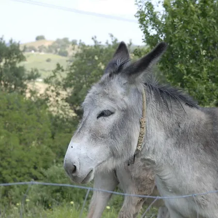 컨트리하우스 Casetta Tartuchino 셈프로니아노