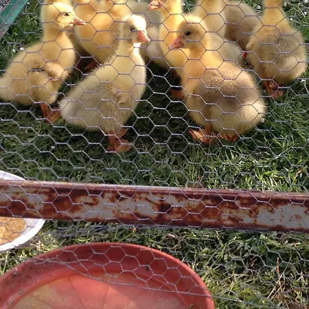 컨트리하우스 Casetta Tartuchino *