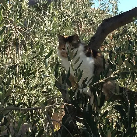 컨트리하우스 Casetta Tartuchino *