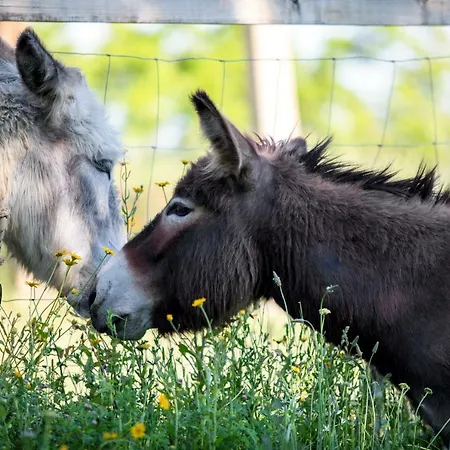 컨트리하우스 Casetta Tartuchino